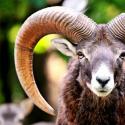 Veislinių avinų ir avių verslas: 5 pagrindinės taisyklės