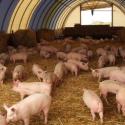 لماذا تحظى تربية الخنازير بشعبية كبيرة وأين يجب أن تبدأ؟
