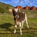 Aufzucht von Kühen und Bullen für Fleisch: Geschäftsplan für die Organisation