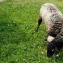 Die Nuancen der Schafzucht zu Hause für Anfänger