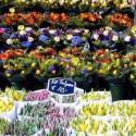 Как открыть свой цветочный магазин в маленьком городе?