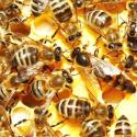 So züchten Sie Bienen zu Hause: Empfehlungen für unerfahrene Imker